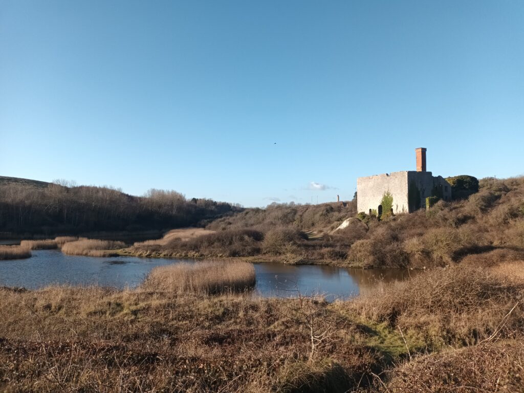 The area around Aberthaw Power Station, like the lagoon near the former Aberthaw lime works, is a home to many species of animal.