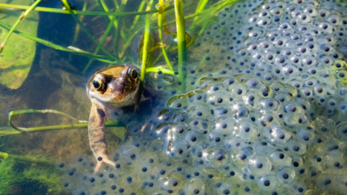 A frog in a pond with frogspawn. Photo: Adobe.