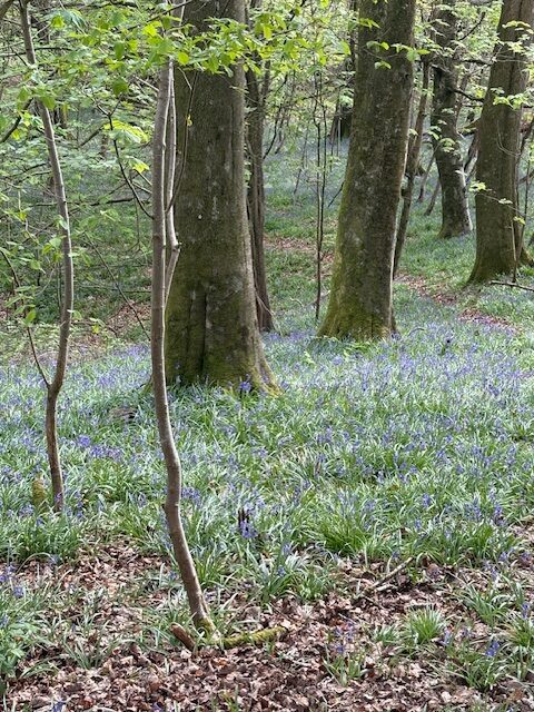 Bluebell woods in the Forest of Dean. Photo: William Milne
