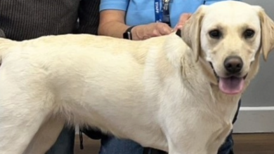 Diffy, a yellow labrador cross golden retriever.