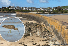 Barry's old harbour, which community nature campaigners want to be turned into a local nature reserve, is home to a wide range of species, including curlews. Photos: LDRS and Alan Hughes Geograph.