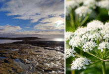 Sully Island and poison Hemlock )Conium maculatum). Photos: RNLI and Adobe.