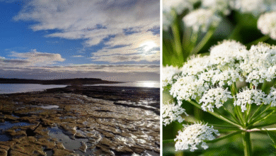 Sully Island and poison Hemlock )Conium maculatum). Photos: RNLI and Adobe.