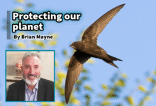A swift. Protecting our planet. Backgroung image by Adobe.