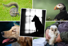 Previous entries from the RSPCA’s Young Photographer Awards.