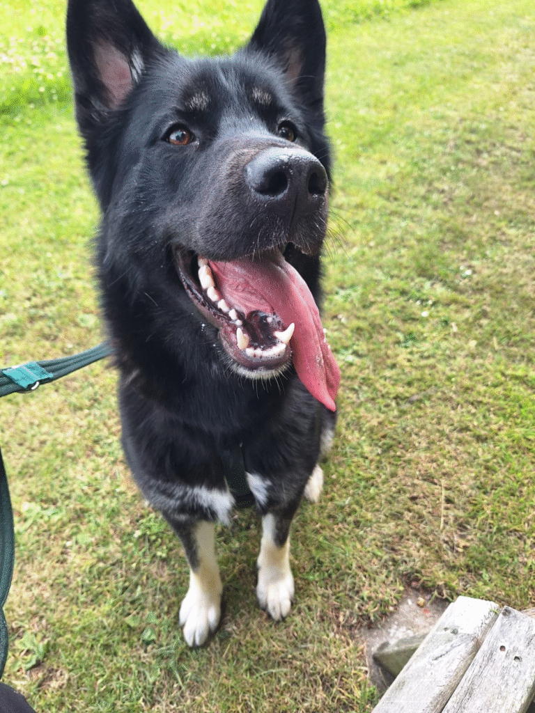 Nova the German Shepherd. Photo: RSPCA Cymru.