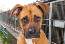 Sad dog at kennels for Adoptober. Adobe image.
