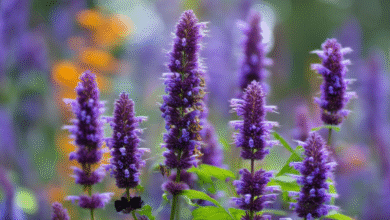 The Hyssop herb. Photo: Adobe.