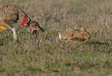 NFU Cymru says South Wales Police is not equipped the rise in violent hare coursing incidents. Photo: Adobe
