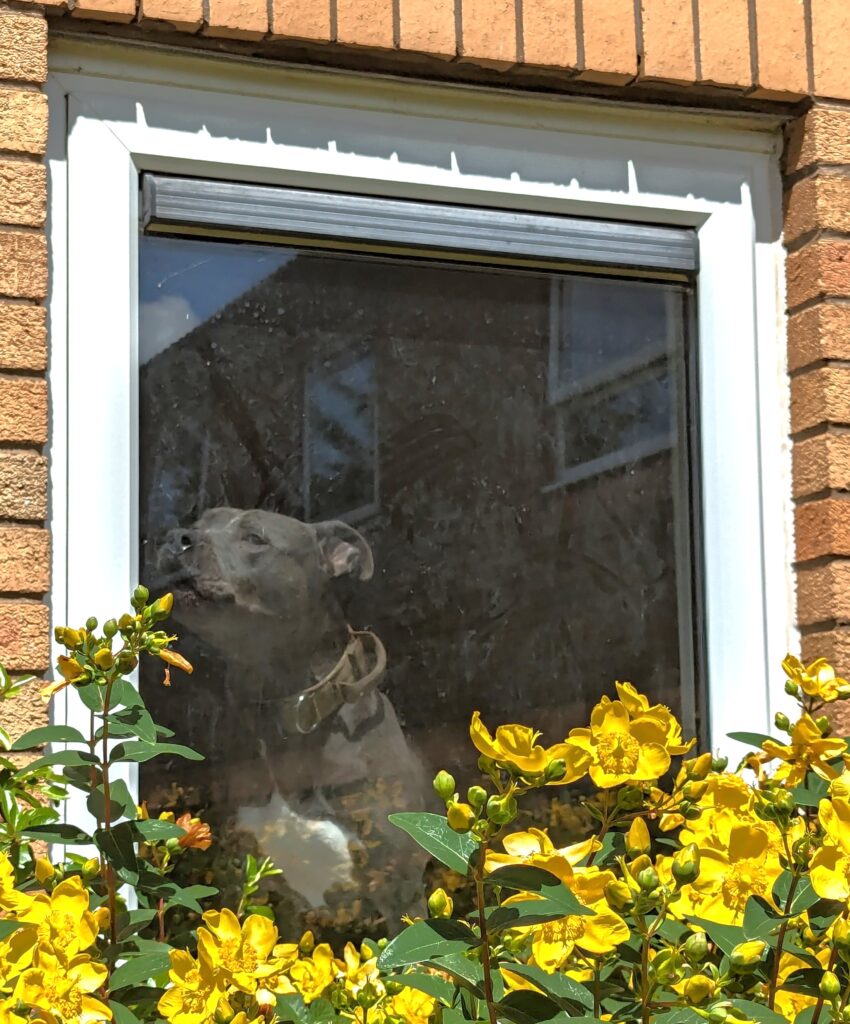Gucci left alone at the property. Photo via RSPCA.