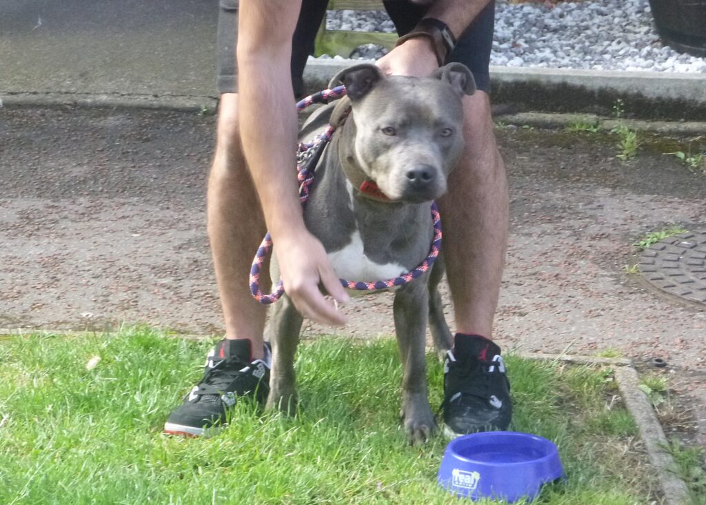 Gucci Staffordshire bull terrier type dog. Photo via RSPCA