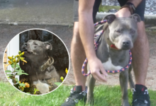 Gucci is a Staffordshire bull terrier type dog. Photo via RSPCA.