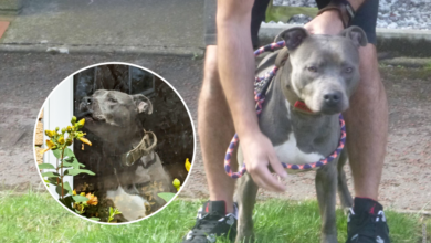 Gucci is a Staffordshire bull terrier type dog. Photo via RSPCA.