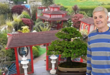 Don Knight with one of his bonsai trees and Japanese Garden.