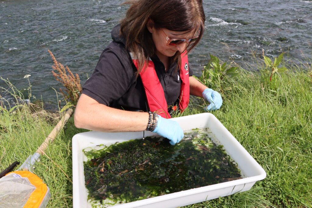 Karen takes samples for invertebrate assessment in the River Ogmore.