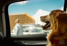 The RSPCA are urging dog owners to never to leave their pets in cars and other places during the heatwave.