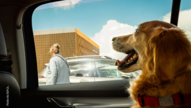 The RSPCA are urging dog owners to never to leave their pets in cars and other places during the heatwave.