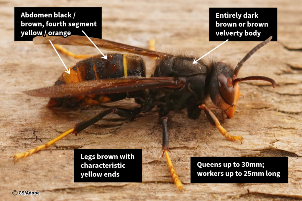 So far, the dreaded Asian Hornet (above) has not been found in the Vale.