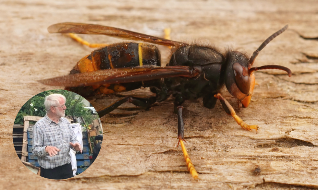 News from the Fonmon Apiary