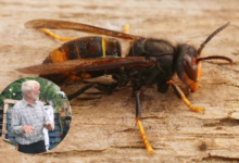 News from the Fonmon Apiary