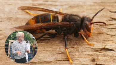 News from the Fonmon Apiary