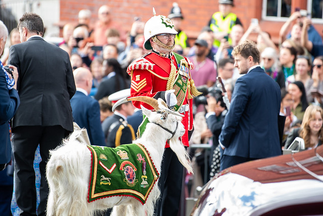 Spotted at the ceremony was The official mascot of The Royal Welsh. Photo: Welsh Parliament.