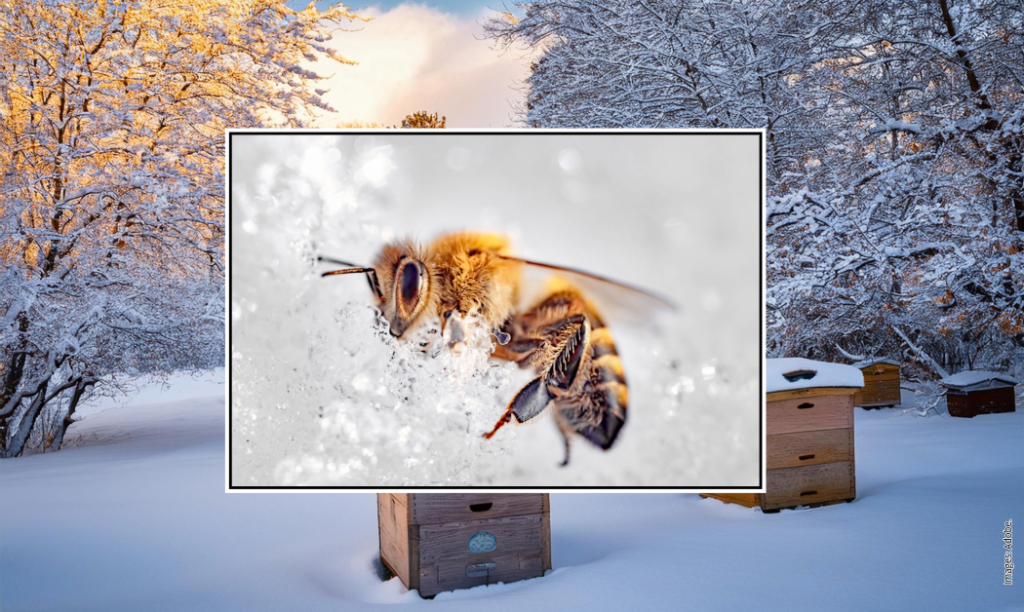 Honey Bee - News from Fonmon.