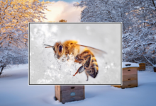 Honey Bee - News from Fonmon.