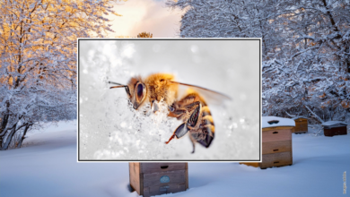 Honey Bee - News from Fonmon.